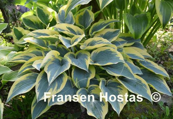 Hosta%20First-Frost-photo-made-by-Roman-