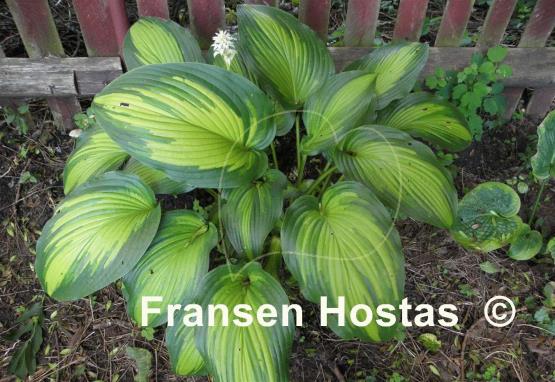 Hosta First Love