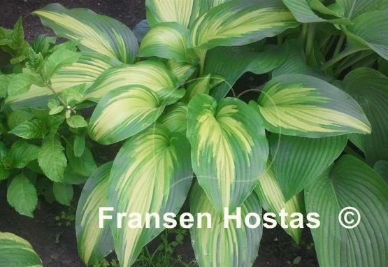 Hosta First Love