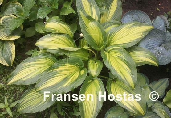 Hosta First Love