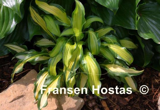Hosta First Mate