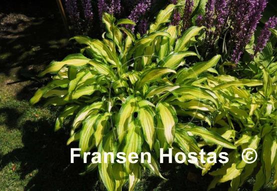 Hosta First Mate