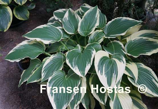 Hosta Fisher's Cream Edge