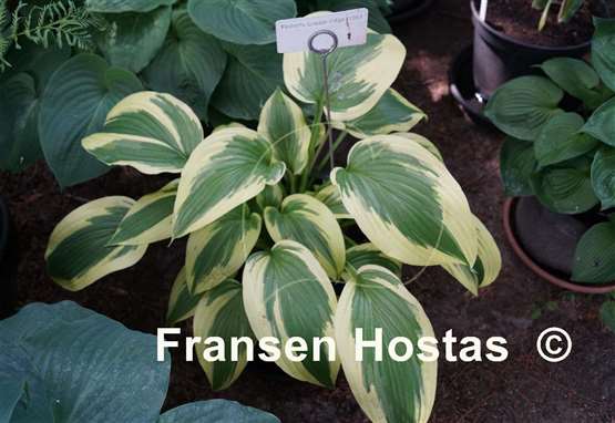 Hosta Fisher's Cream Edge