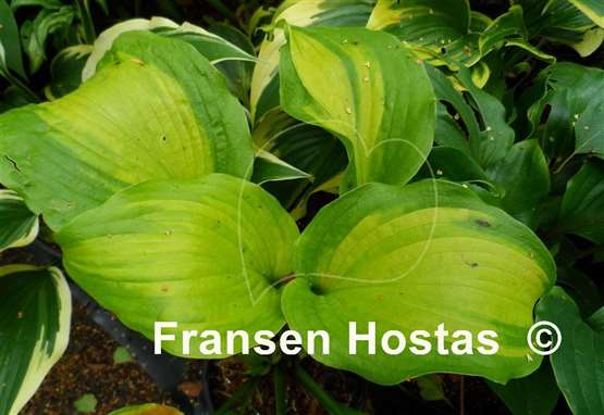 Hosta Five O'Clock Somewhere