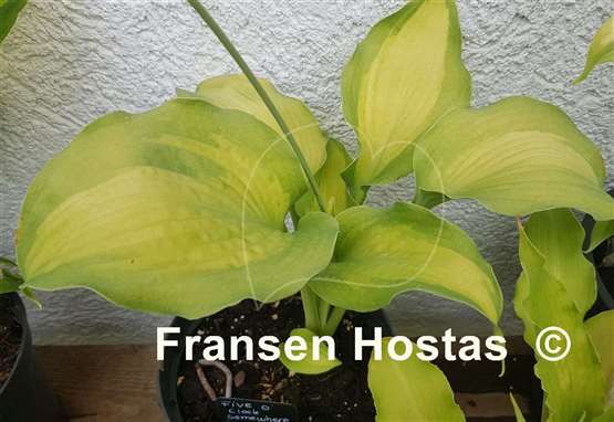 Hosta Five O'Clock Somewhere