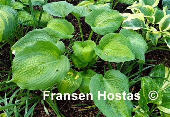 Hosta Five O'Clock Somewhere
