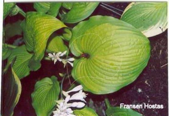 Hosta Five O'Clock Shadow