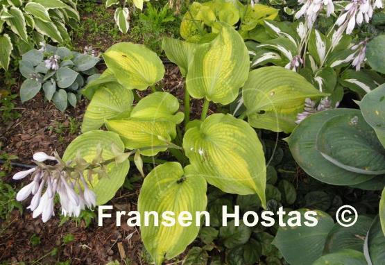 Hosta Five O'Clock Somewhere