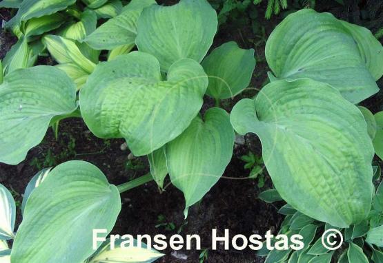 Hosta Five O'Clock Somewhere