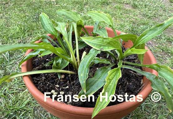 Hosta Fizzle