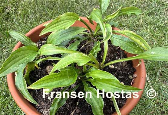 Hosta Fizzle