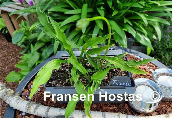 Hosta Fizzle