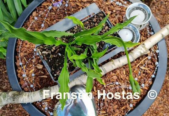 Hosta Fizzle