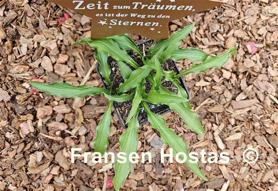 Hosta Fizzle