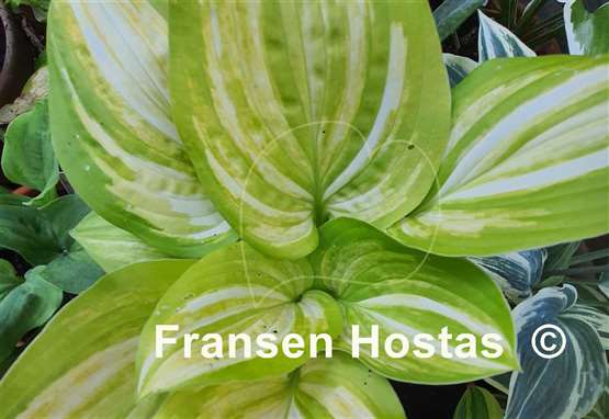Hosta Flamboyant