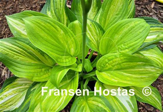 Hosta Flamboyant