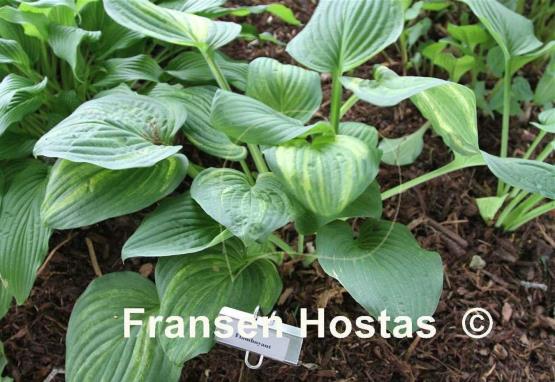 Hosta Flamboyant
