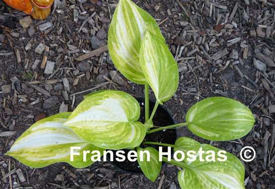 Hosta Flamboyant