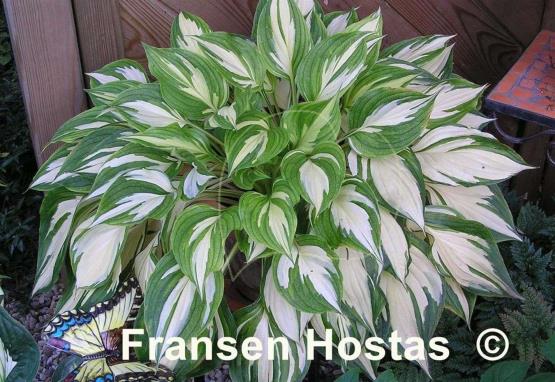 Hosta Flame Stitch