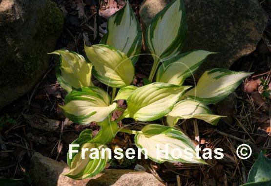 Hosta Flame Stitch