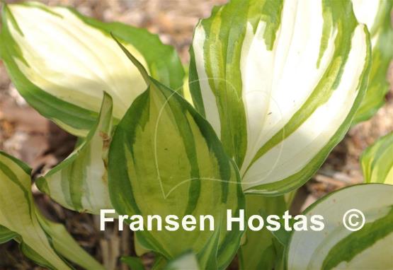 Hosta Flame Stitch