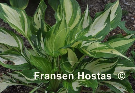 Hosta Flame Stitch
