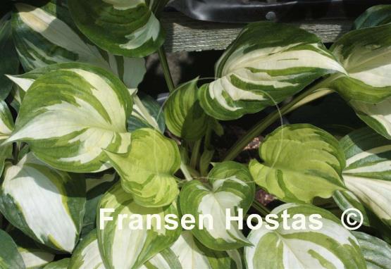 Hosta Flame Stitch