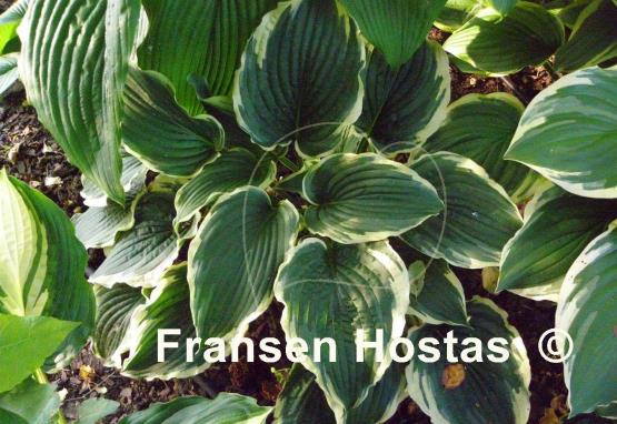 Hosta Flapjack