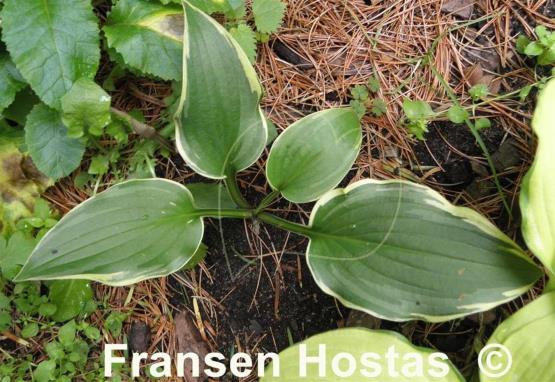 Hosta Flapjack