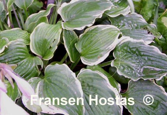 Hosta Flapjack