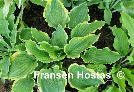 Hosta Flapjack