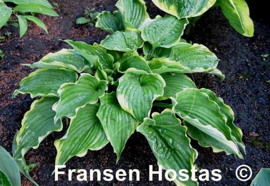 Hosta Flapjack