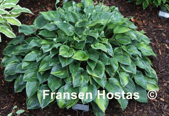 Hosta Flash Dance
