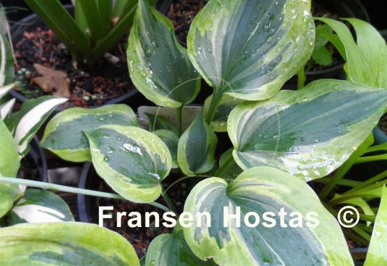 Hosta Flash Forward