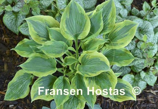 Hosta Flash Forward