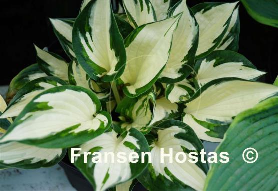 Hosta Flash of Light