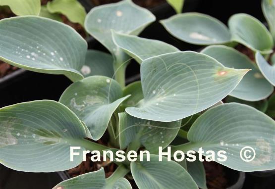 Hosta Fleeta's Blue