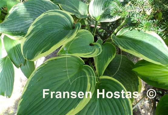 Hosta Flemish Angel