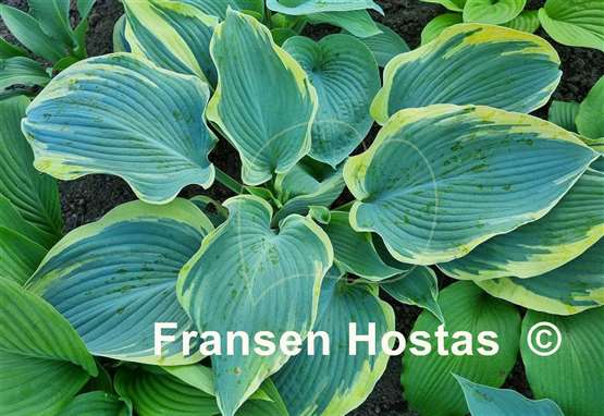Hosta Flemish Angel
