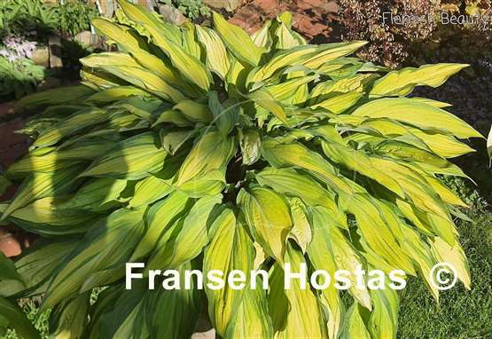 Hosta Flemish Beauty 