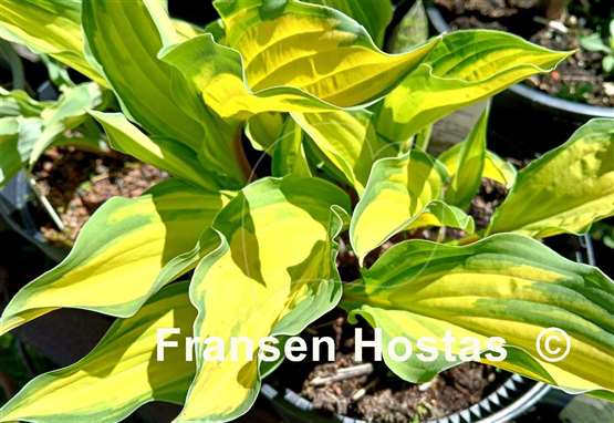 Hosta Flemish Beauty