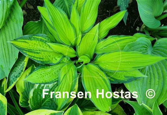 Hosta Flemish Beauty