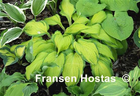 Hosta Flemish Beauty