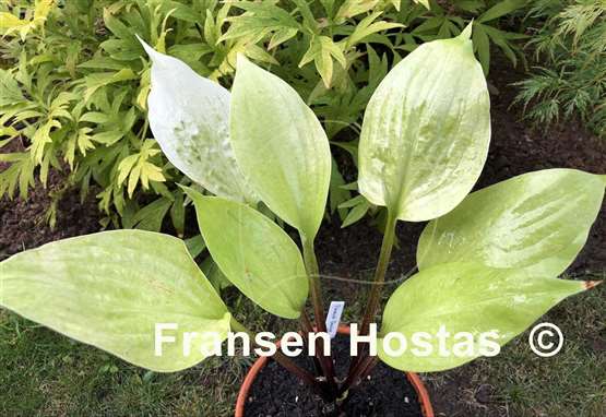 Hosta Flemish Design