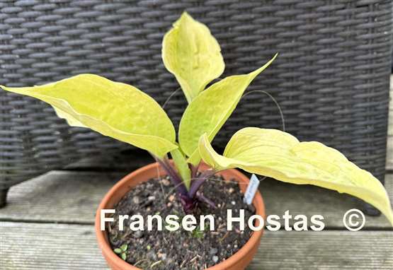 Hosta Flemish Design