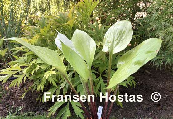 Hosta Flemish Design