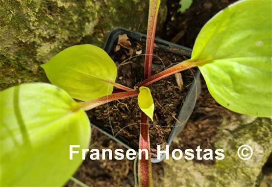 Hosta Flemish Design