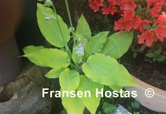 Hosta Flemish Gold