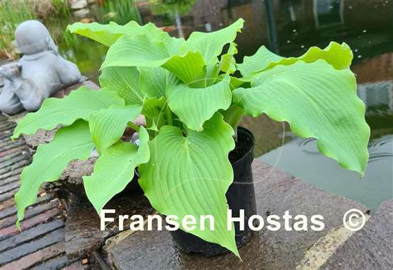 Hosta Flemish Gold
